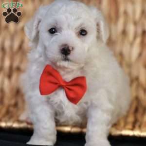 Bobby, Bichon Frise Puppy